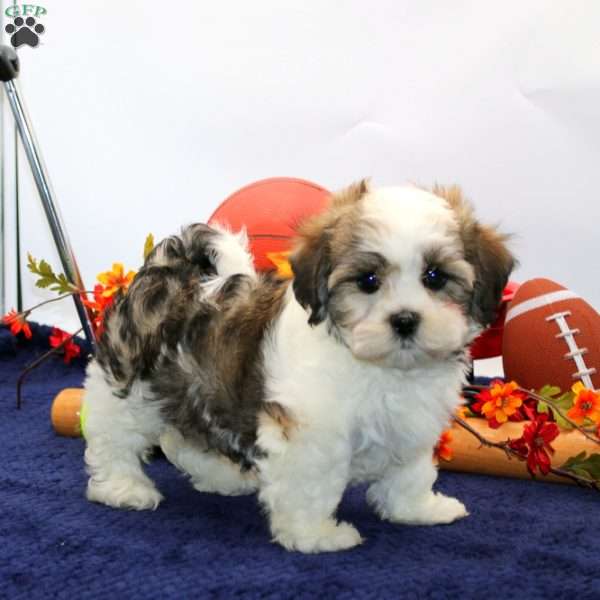 Martha, Havachon Puppy