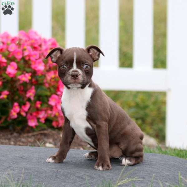 Mary, Boston Terrier Puppy