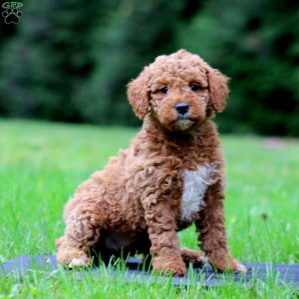 Mary, Mini Goldendoodle Puppy