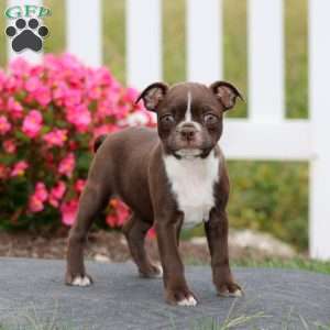 Mary, Boston Terrier Puppy