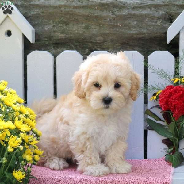 Maryjo, Maltipoo Puppy