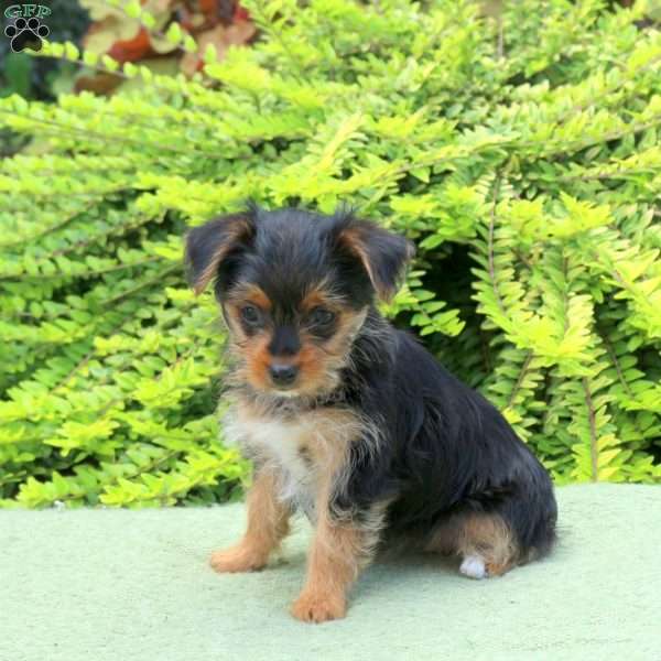 Masie, Yorkie Puppy