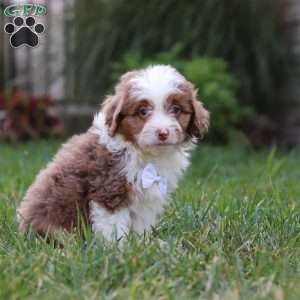 Mason, Mini Aussiedoodle Puppy
