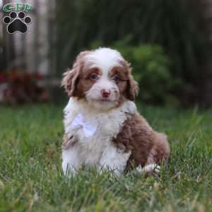 Mason, Mini Aussiedoodle Puppy