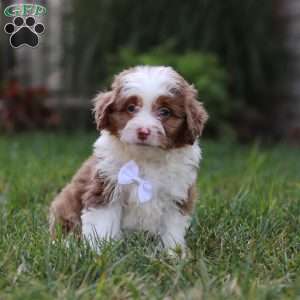 Mason, Mini Aussiedoodle Puppy