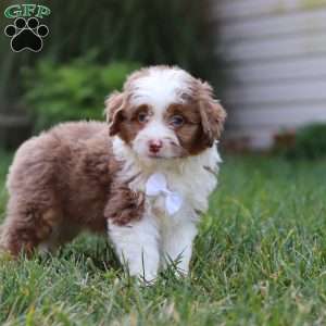 Mason, Mini Aussiedoodle Puppy