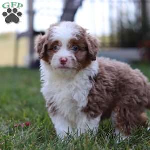 Mason, Mini Aussiedoodle Puppy