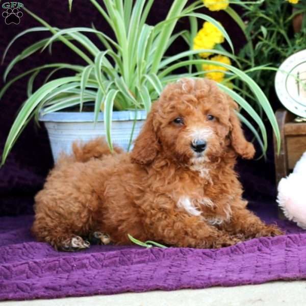Mason, Mini Labradoodle Puppy
