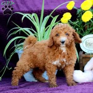 Mason, Mini Labradoodle Puppy