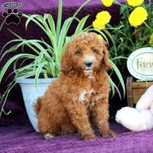 Mason, Mini Labradoodle Puppy
