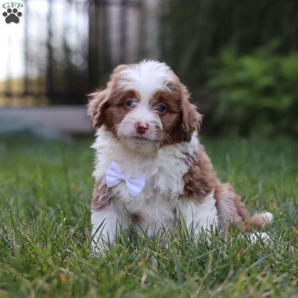 Mason, Mini Aussiedoodle Puppy