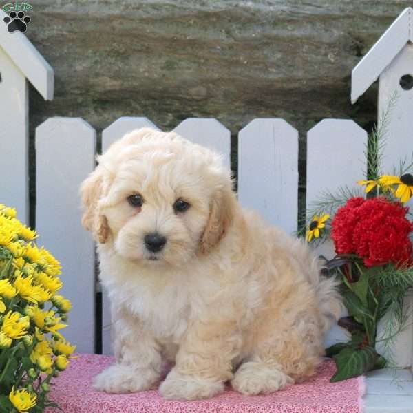 Master, Maltipoo Puppy