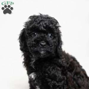 Matthew, Cavapoo Puppy