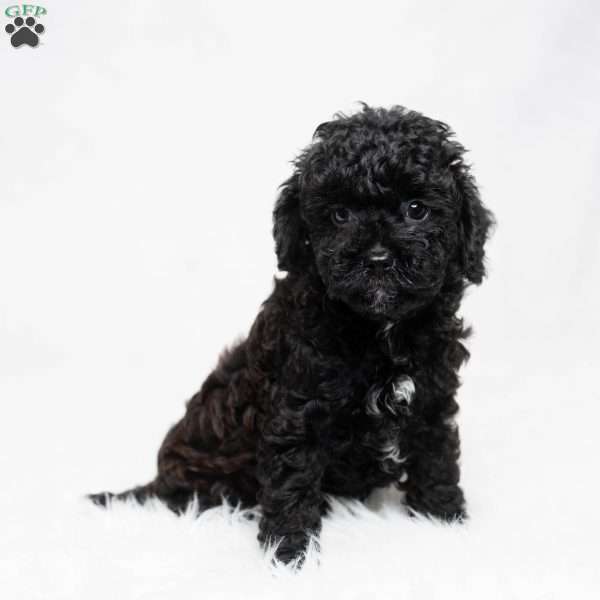 Matthew, Cavapoo Puppy