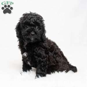Matthew, Cavapoo Puppy