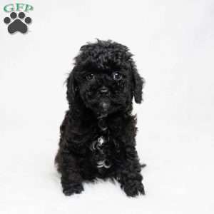 Matthew, Cavapoo Puppy