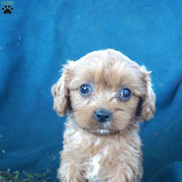Matthew, Cavapoo Puppy