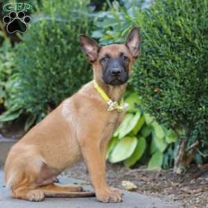 Maverick, Belgian Malinois Puppy
