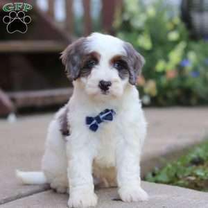 Maverick, Mini Bernedoodle Puppy