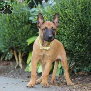 Maverick, Belgian Malinois Puppy