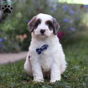 Maverick, Mini Bernedoodle Puppy