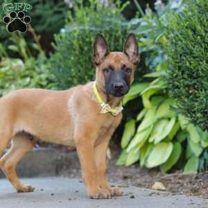 Maverick, Belgian Malinois Puppy