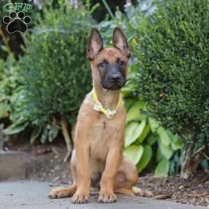 Maverick, Belgian Malinois Puppy