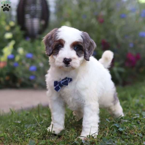 Maverick, Mini Bernedoodle Puppy