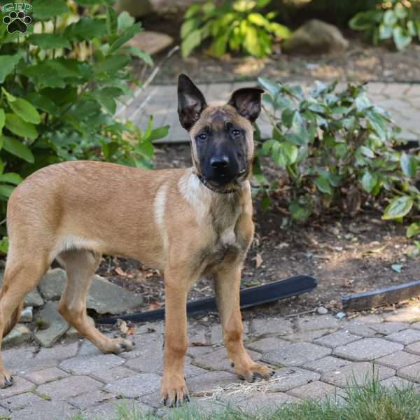 Maverick, Belgian Malinois Puppy
