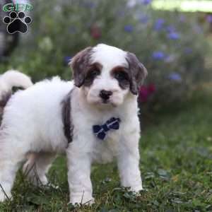 Maverick, Mini Bernedoodle Puppy