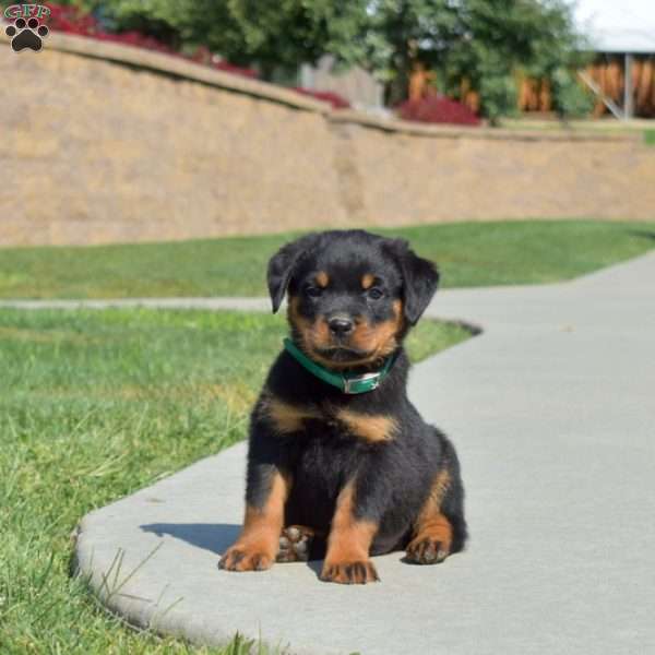Maverick, Rottweiler Puppy