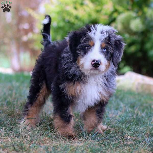 Maverick, Mini Bernedoodle Puppy