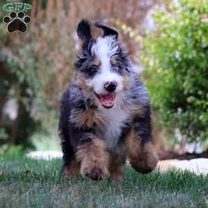 Maverick, Mini Bernedoodle Puppy