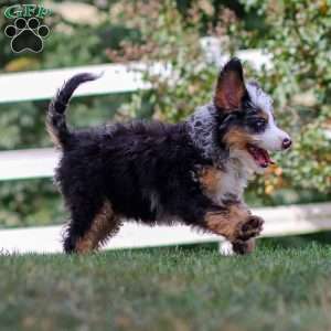Maverick, Mini Bernedoodle Puppy