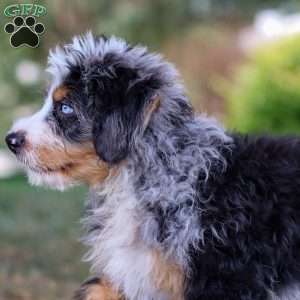 Maverick, Mini Bernedoodle Puppy