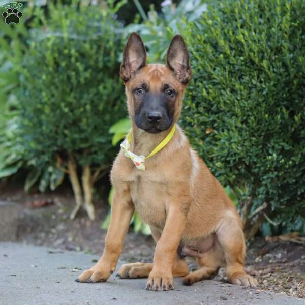 Maverick, Belgian Malinois Puppy