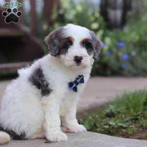 Maverick, Mini Bernedoodle Puppy