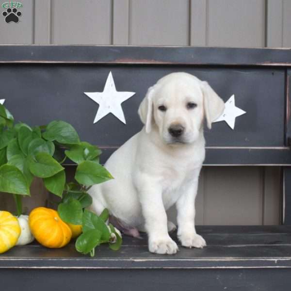 Max, Yellow Labrador Retriever Puppy