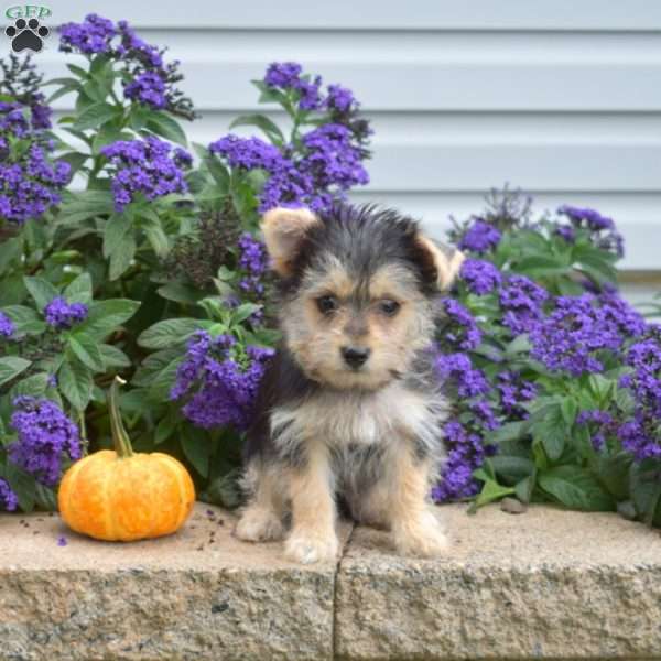 Max, Morkie / Yorktese Puppy