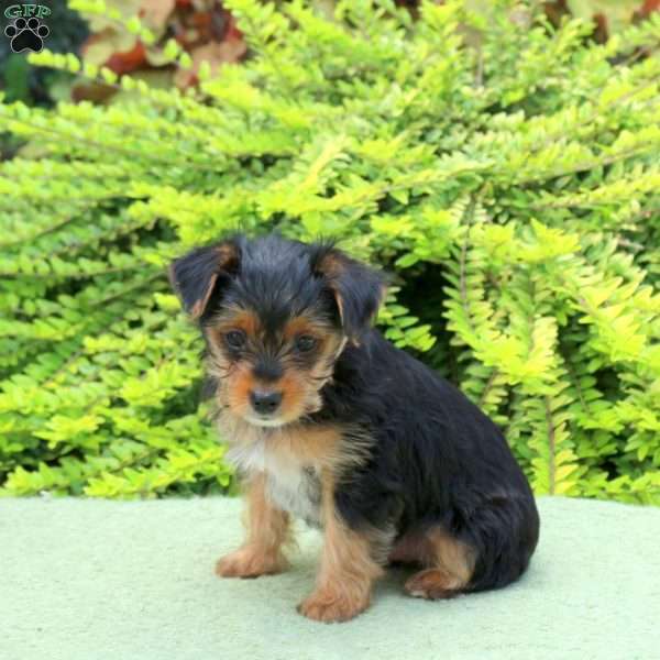 Max, Yorkie Puppy