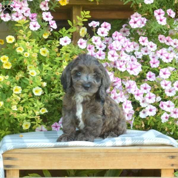 Max, Cockapoo Puppy