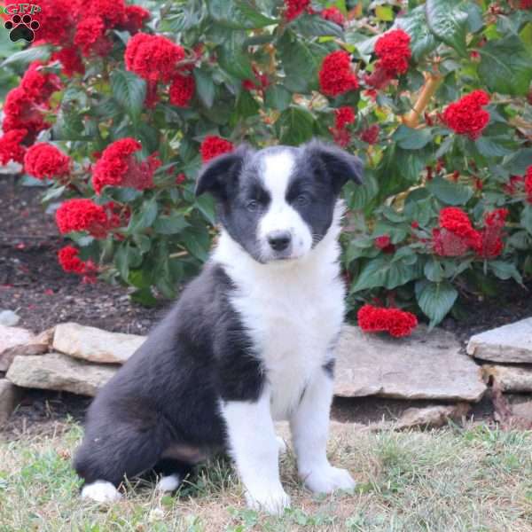 Max, Border Collie Mix Puppy