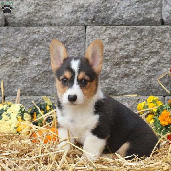 Max, Pembroke Welsh Corgi Puppy