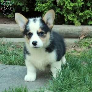 Max, Pembroke Welsh Corgi Puppy