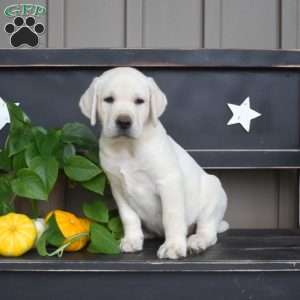 Max, Yellow Labrador Retriever Puppy