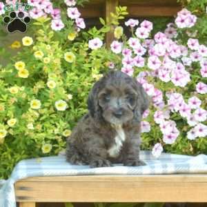 Max, Cockapoo Puppy
