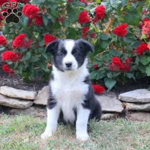 Max, Border Collie Mix Puppy