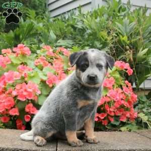 Max, Blue Heeler – Australian Cattle Dog Puppy