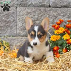 Max, Pembroke Welsh Corgi Puppy