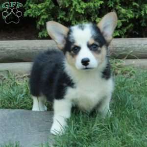 Max, Pembroke Welsh Corgi Puppy